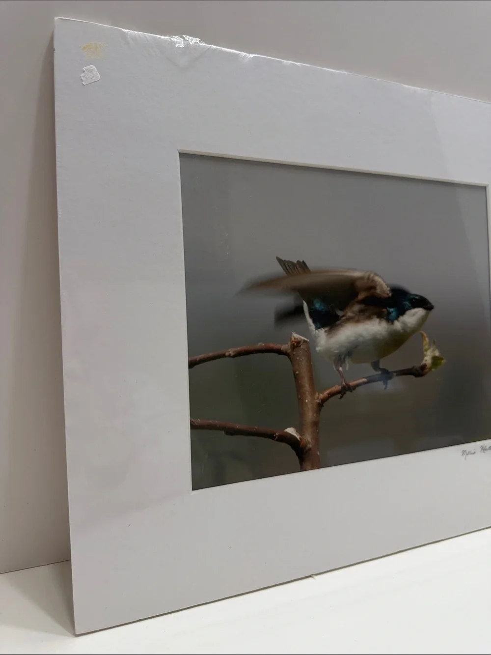 Tree Swallow Bird Art Print for Pet Lovers - Signed by Marie Kluttz